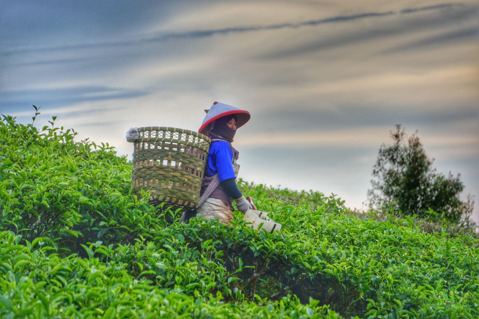 Perkebunan Teh Di Kaki Gunung Dempo