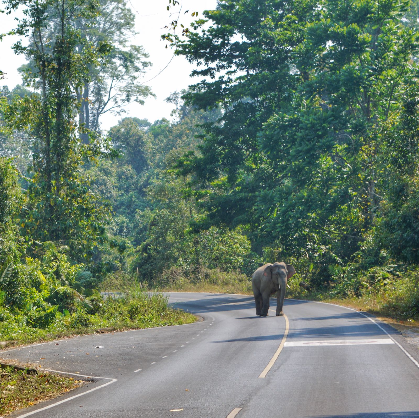 Dikejar Gajah Liar Di Khao Yai