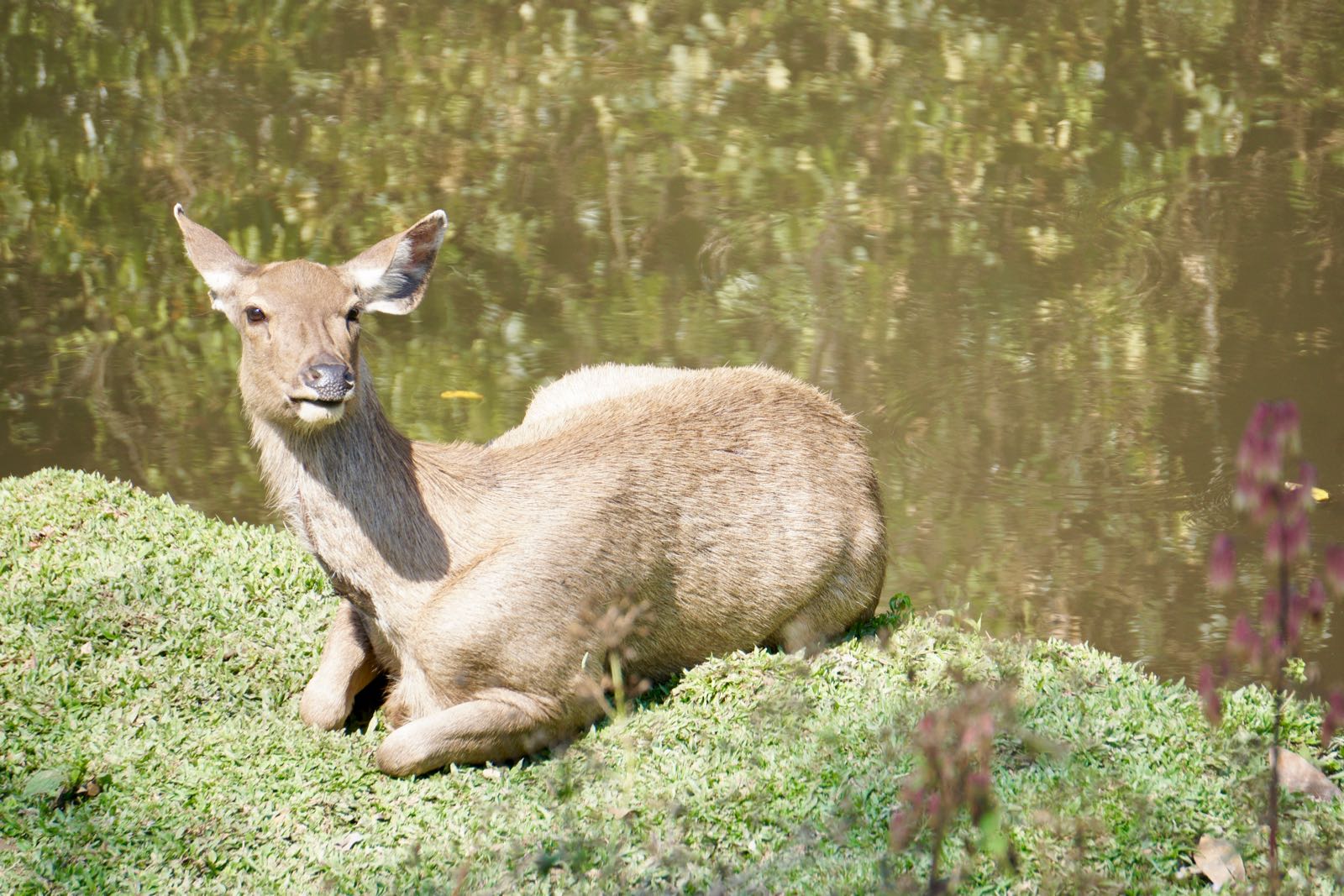 Rusa Liar Di Khao Yai