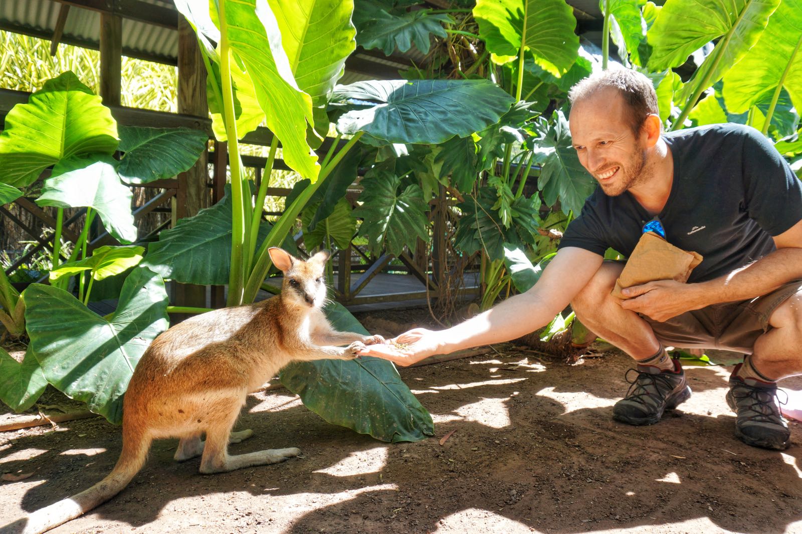 Feeding Wallabies
