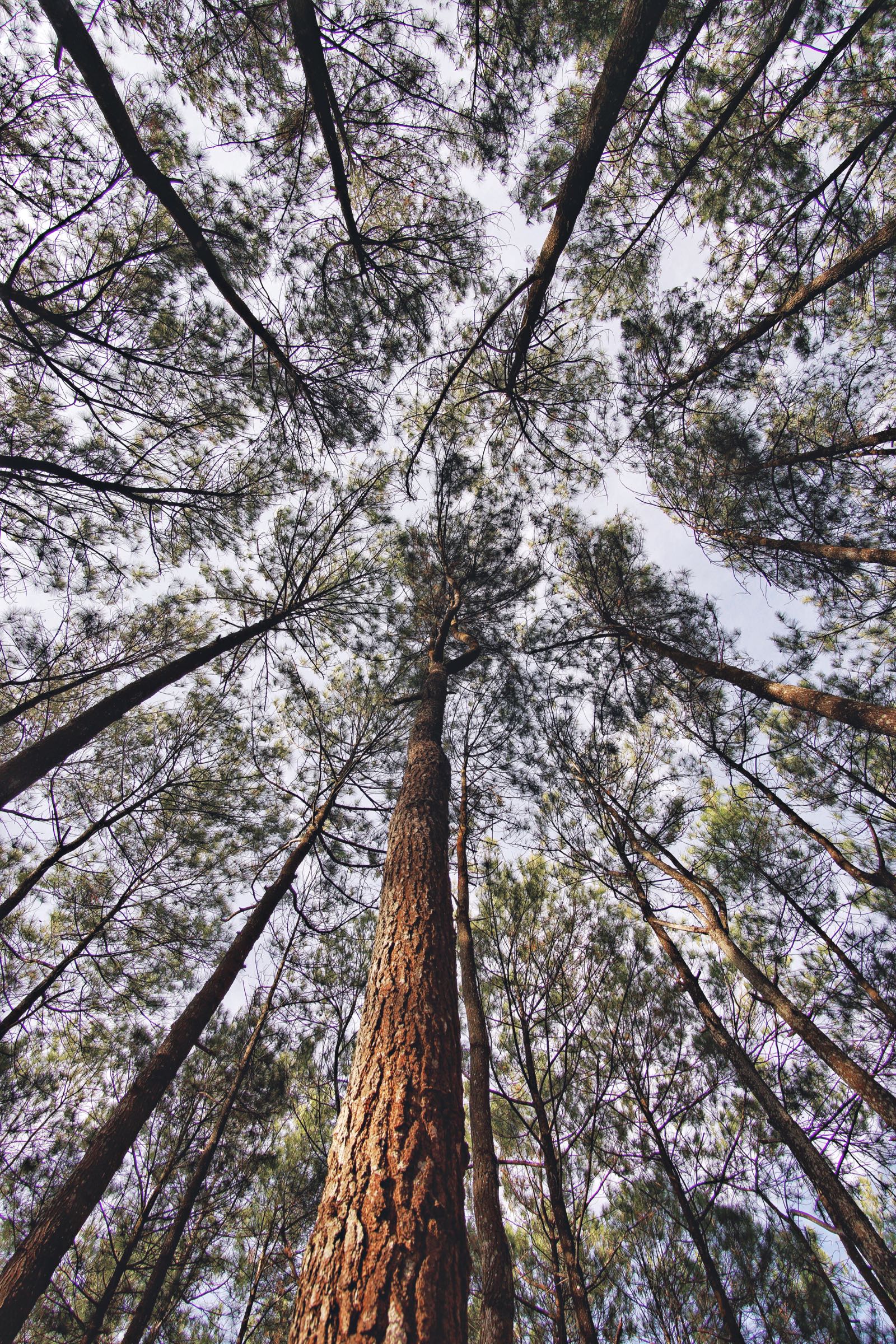 Hutan Pinus Puncak Becici
