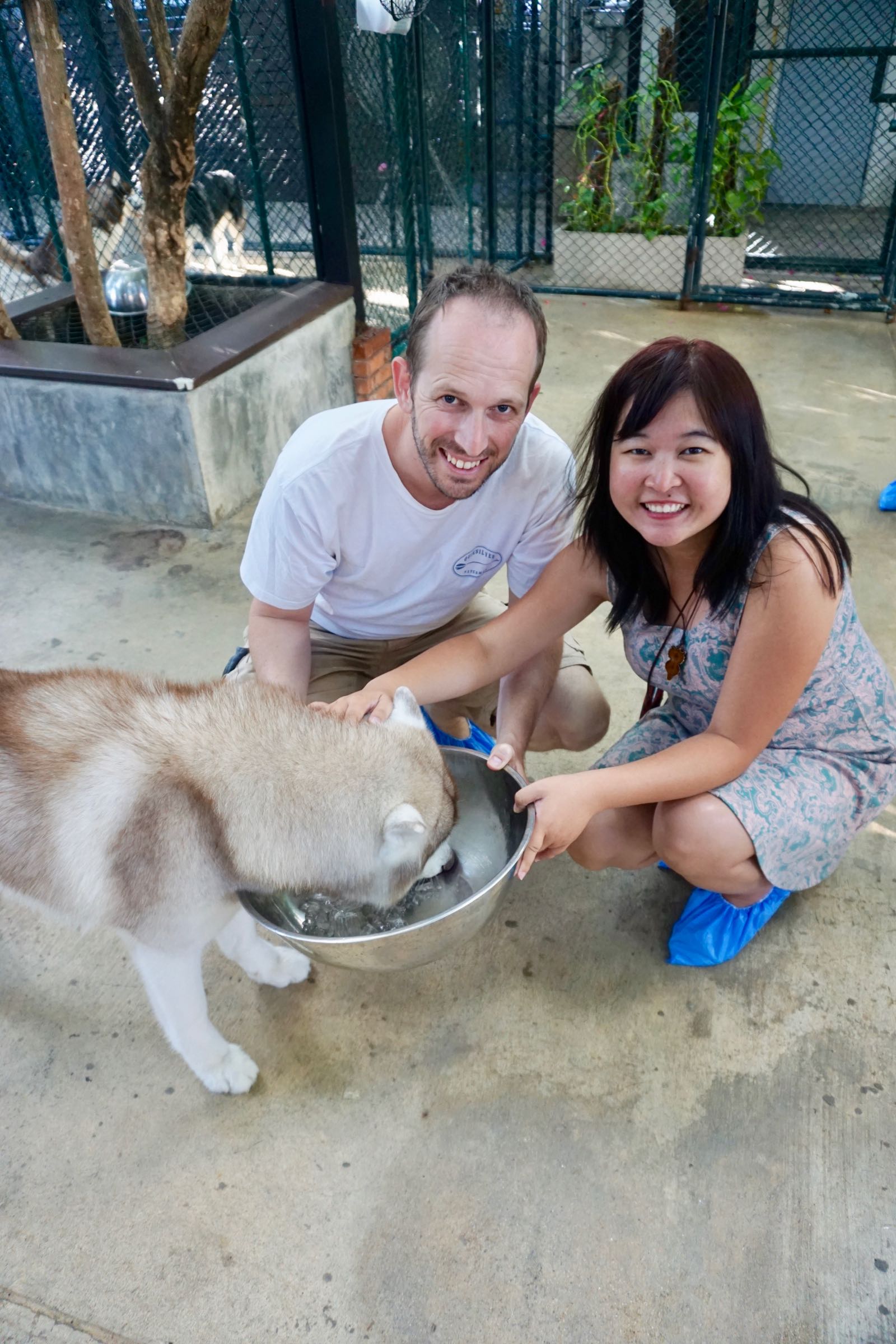 Main Dengan Anjing Husky Di Dog Cafe Di Bangkok