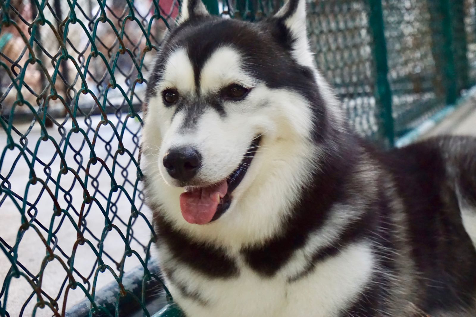 Siberian Husky Di Dog Cafe Bangkok