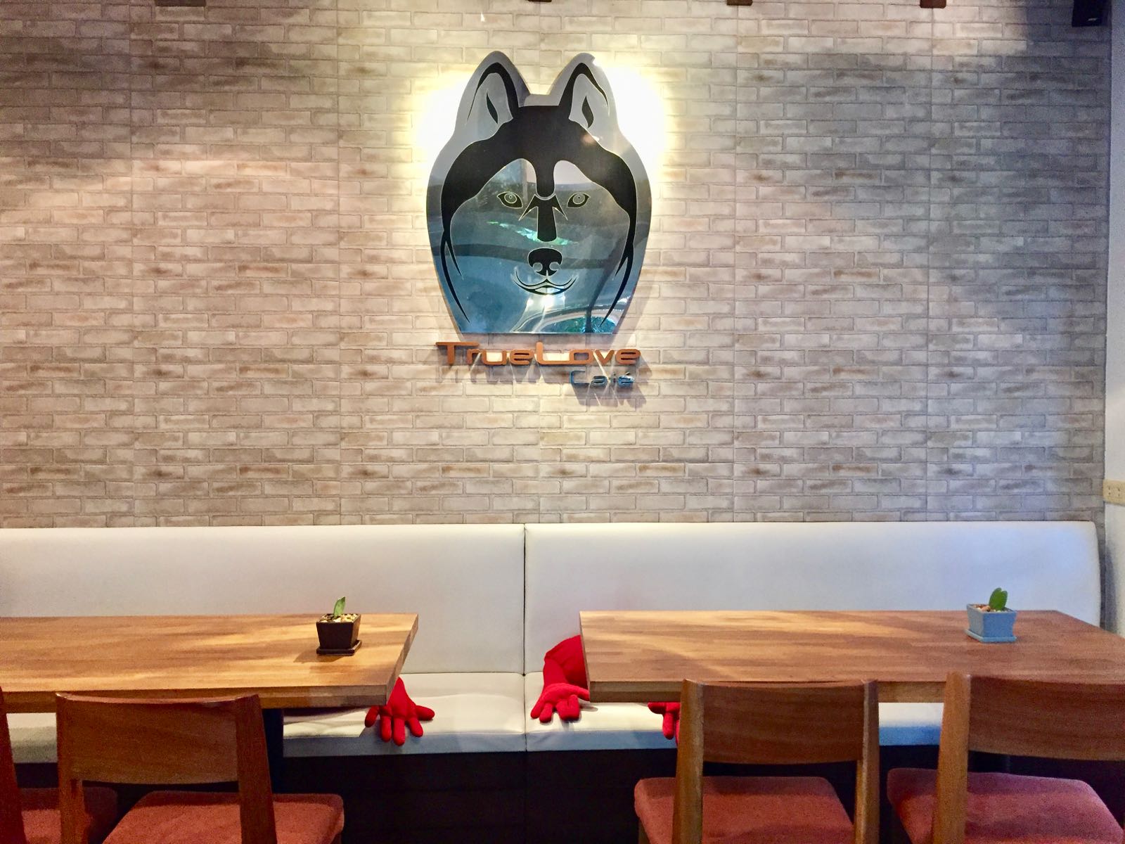 TrueLove Husky Cafe
